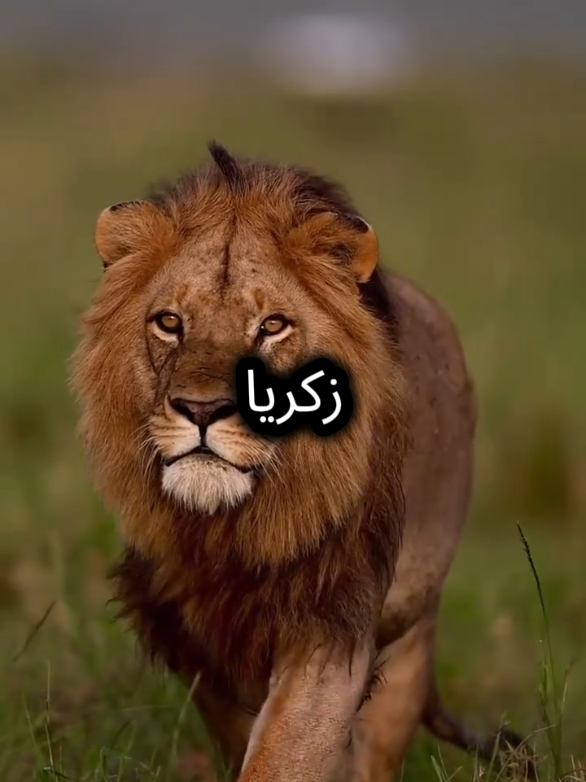 دنيا يباع فيها يوسف عليه السلام ويكذب فيها نوح عليه السلام  #اقتباسات_عبارات_خواطر #اقتباسات #عبارات #خواطر #مواقف 