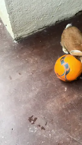 #bunnygirl #soccerbunny #BunnyLove #princessbunbun #bunnytok 