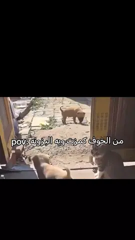 من الخوف كمزت ويه البزونه😂🤦🤡#العشب_الصيني_ماله_حل #علي_الكتلوني 
