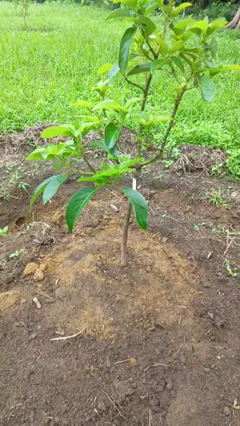 Kita tambah pohon alpukat lagi ya ges, karna jarak tanam yang lama masih luas, salam anak tani #kebunalpukat #fyp #petanigenz 