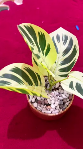 Salep cap orang tua ORI ampuh untuk sakit gatal membandel #eksim #psoriasis #salepcaporangtua #salepgatalpalingampuh #satuprodukstore 