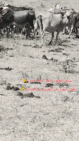 #رزيقات_تراب_الهين_الجنينة_دارفور #البقارا #بقارا #البار #رزيقات_السودان_الضعين_نيالا❤❤ 