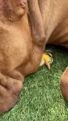 Hoje vim aqui contar como aconteceu essa história do jokker com a Joice 😅🐶🦆#cachorros #americanbully #pitmonster #americanbullyofficial #cão 