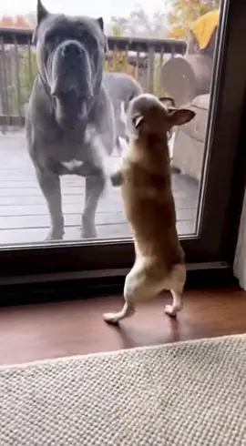 🤣🤣Barks Big... Until the Glass Door Opens🤣🤣Chihuahua……..#dog #funny #fyp #chihuahua #animals 