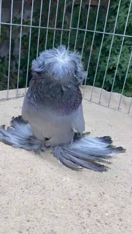 Beautiful birds #bird #nature #foryou #fyp 