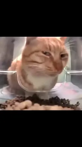 bombastic side eyes😾 #cat #meme #daily #funny #tiktok 