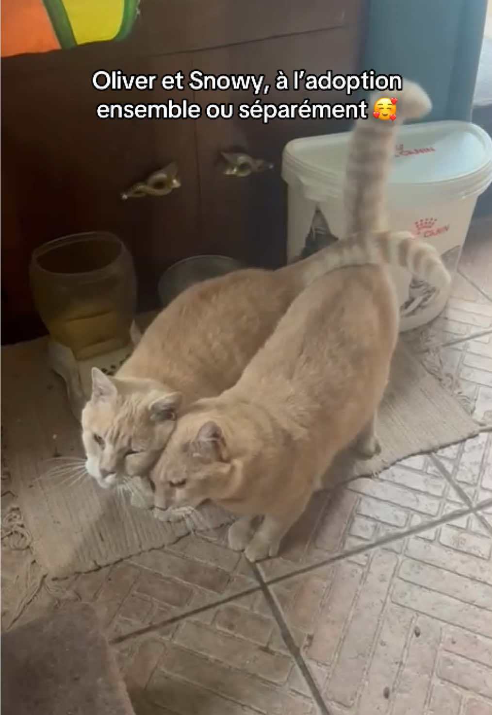 Nos deux loulous recherchent leur famille pour la vie ! 🐾 📍NÉS LE 01/01/2022 et Le 01/06/2021 Frossay (44) 🏠 Ok appart 🩺 Stérilisation Oui 💉 Test FIV/FeLV FIV Négatif 👶🐈 Ententes chats, chiens, enfants Oliver et Snowy viennent d’un sauvetage d’une maison de l’horreur. Ils étaient avec une trentaine de chats, enfermés dans une maison, abandonnés par leur propriétaire 😓 Oliver, quand il est en confiance, est un chat très communicatif et câlin. Il est calme, il n’aime pas jouer. Il se laisse manipuler sans problème. Il est très gourmand ! Il n’a pas peur des chiens, mais il faut que les chiens l’ignorent. Il pourra cohabiter avec des enfants sans souci 🥰 Snowy est un chat très communicatif, qui aime “parler” avec l’humain, surtout pour réclamer des croquettes. Il est très câlin, presque pot de colle. Il est calme, il n’aime pas jouer.Il se laisse manipuler sans problème. Il est très gourmand ! 🤪 L’idéal est qu’ils soient adoptés ensemble, ou avec obligatoirement la présence d’un autre chat 🐈 Les chats de ce sauvetage ont tous eu le coryza. La vaccination aide à réduire les symptômes, et il est important de continuer à le vacciner chaque année pour leur santé 💉 Snowy garde quelques séquelles au niveau de ses yeux, avec des écoulements qu’il faut nettoyer tous les jours. Il se laisse faire, c’est rapide ! 😻 #unepattedanslamain #association #adoption 