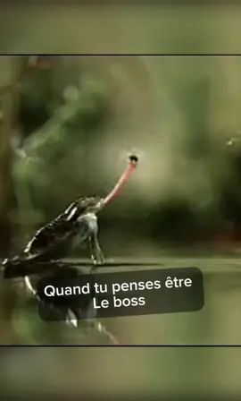Quand tu penses être le boss 😂 #boss #animal 