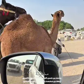 #سهم_الشهراني #مخلفات_الهقاوي #محمد_حسن_الصقور #ابن_جلبان #اكسبلورexplore 