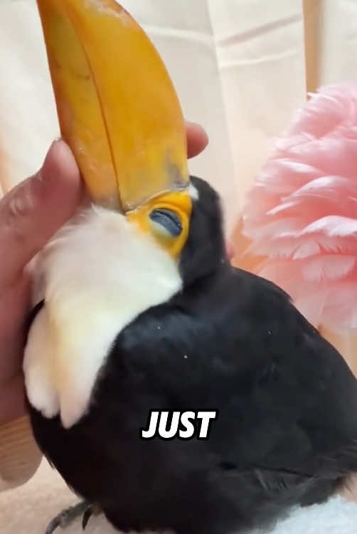 Toucans that love to be petted#fyp #animals #tiktok #funny #toucan 