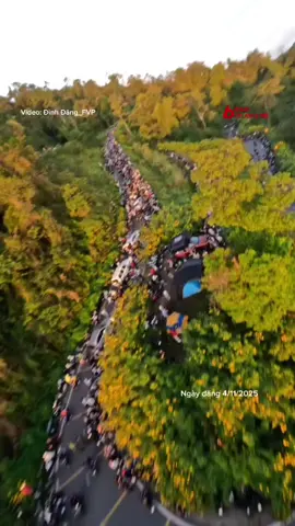 Hoa Dã quỳ - Ba Vì đã nở rộ rồi cuối tuần này anh em đã sẵn sàng chưa ? #xuhuong #beatchuongmy #bavi #hoadaquy #viral 