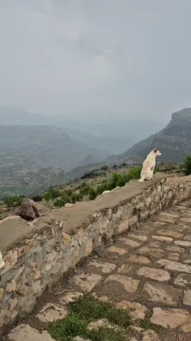 #قدس #عليافه #البرج_المائل #جبل_مطران