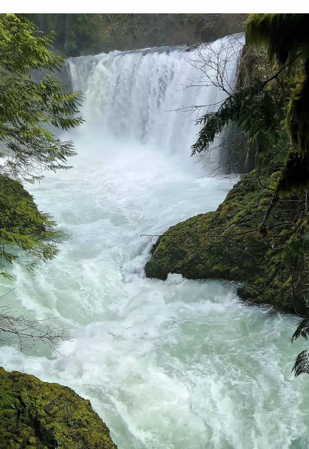 Formerly known as Spirit Falls, Little White Salmon River, Washington #Hiking #pacificnorthwest #waterfalls #CapCut 