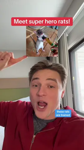 These rats are little superheroes! love rats as pets but now it's good to know they could also save my life! Here's the weird way rats are being used to help people!