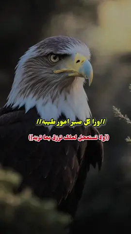 #دارحامد_عزي_وفخري💪❤ 