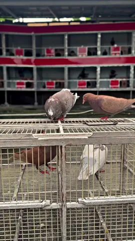 tipis tipis takut nya redup🙏🏻