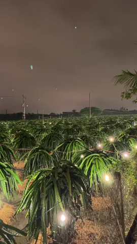 Thanh long quê em đến mùa xông đèn #xaykenhtiktok #hanhtrinhxaykenh #nguoimoixaykenh #ketbanlamquen 