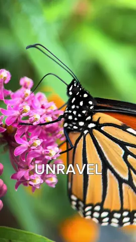 Monarchs are making a comeback but we still have to help them! Now is a great time to plant milkweed seeds to provide food for next year’s flutter  🦋  . . . . . . #monarchbutterfly #twentyonepilots #tøp #pollinators #gardensoftiktok 