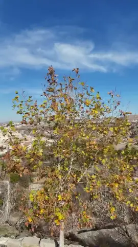 🍂Sonbaharın Kalbi Kapadokya’da Atıyor! Renklerin dans ettiği, tarihin nefes aldığı nadide coğrafyamızda Kasım bir başka güzel…