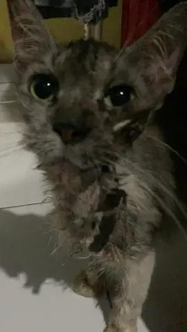 Info cara mengatasi guys #kucing 