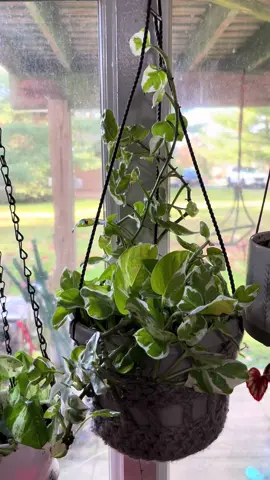 #PlantTok #houseplants 