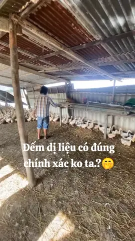 Đếm lộn tui bắt đêm lại đó nghe.!🤭#xuhuongtiktok 