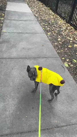 Someone seems to enjoy their costume way more than what it should… #D#DogsOfTikTokD#DogInACostumeB#BananaHalloween2025