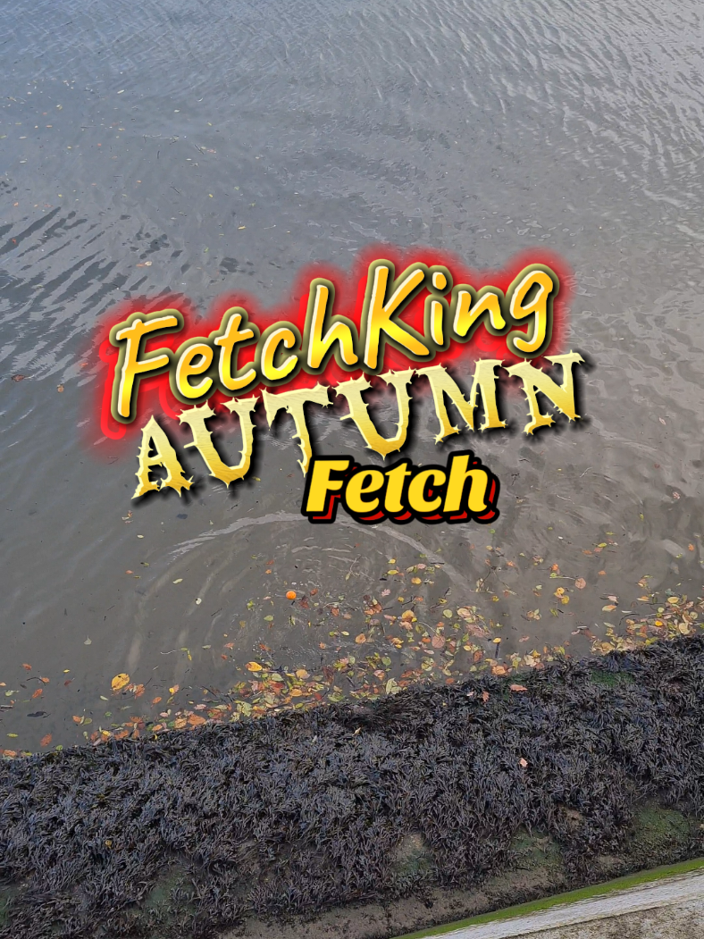 A Border Collie Autumn 