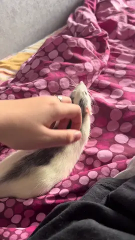 толичка нежиться 🤏🏻 