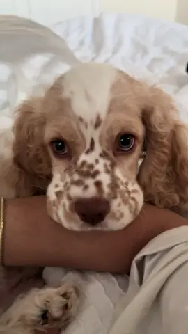 I don’t know what he wants but I guess he wants food 😅  #fyp #dogsofttiktok #cockerspanielsoftiktok #puppylife #cutedog 