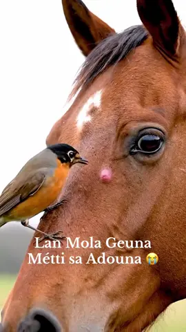 Kay Niou Waxtanè Ko 😭😭😭😭😭😭😭😭😭😭😭😭😭😭 @al badrii  @mkalbourakh234  @OMAR AFRICA 