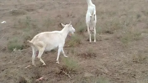 KEÇİ südü olur. Şərh bölməsinə yazın