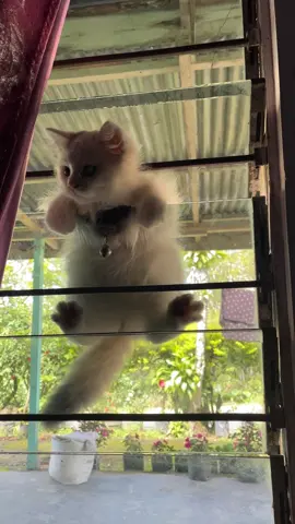 Dihukum malah cari cara buat masuk lagi😭🫵🏻 #kucinglucu #peliharaanlucu #kucinggemoy 