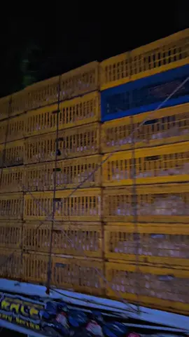 #perternakmuda🐔🐔 #ayambroilerindonesia #ayambroiler 