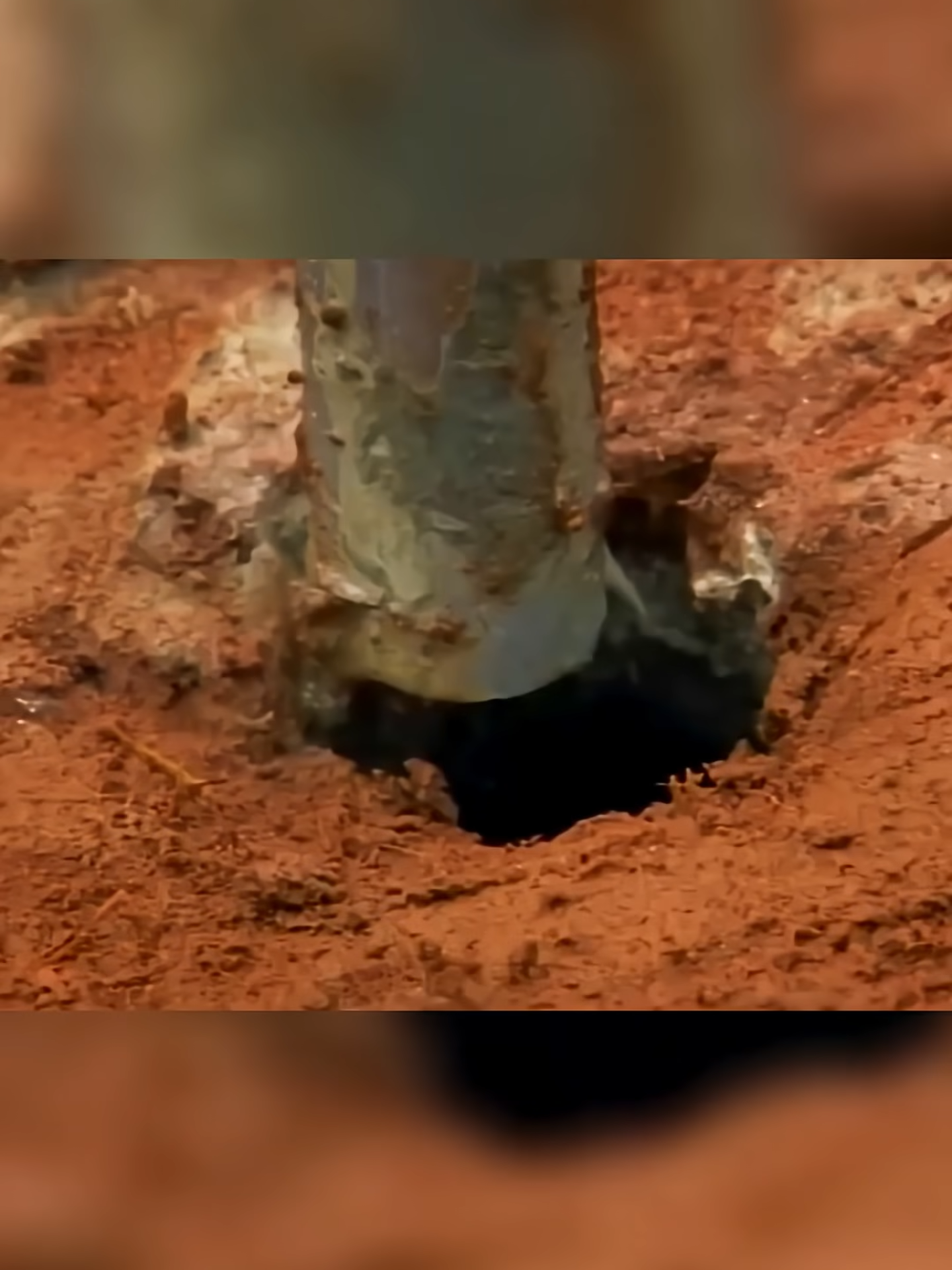 CIMENTO NO FORMIGUEIRO!  #curioso #incrível #interessante #educacional #pesquisa #cientistas #tiktokviral #vocesabia #interesante #ipossivel