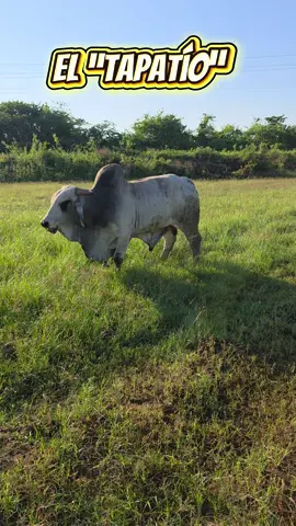 #toro #brahman #videos #ganado 