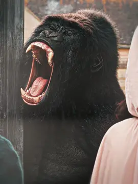 Who could resist such a cute and timid gorilla.👇🤣👇#dolittle #dolittleedit #movie #movieedit #fyp #edit #eedit 