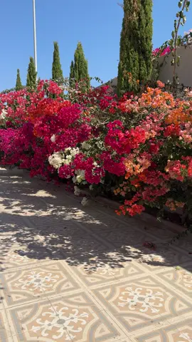 ما أجمل الزهور#تنسيق_حدائق_خميس_مشيط١ #تنسيق_حدائق_منزليه_خميس_مشيط #تنسيق_احواش_خميس_مشيط #تنسيق_حدائق_اسطح_خميس_مشيط #حي_الموسي_خميس_مشيط 