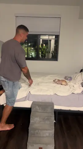 #chihuahua #dog #crazy #Love #kiss 