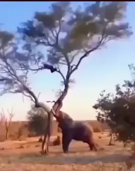 Dilo tsa Maun 😭😭😭 #tiktokbotswana🇧🇼 #fyp #jokes #trend #tiktoksouthafrica🇿🇦