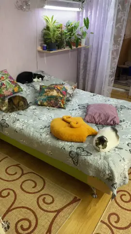 Моя котосемья #кошки #домашниекошки #кошкитиктока #красивыекошки #Одесса 