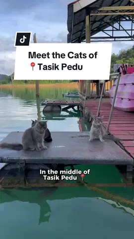 Cats 🐈 Nature, Clear Air and Water. Definitely a great adventure I’d want to experience in Malaysia. If you are curious and want to checkout this place:  @Pedu Boathouse  @Serimahawangsa Boathouse at Tasik Pedu  #kitty #cat #malaysia  #travelmalaysia 