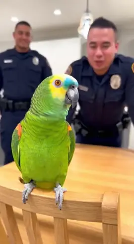 El resultado: dos oficiales llorando de la risa y un loro con más actitud que todos los sospechosos juntos. Una comedia corta con realismo fotográfico, humor salvaje y sincronización perfecta de voz creada #Lorosinfiltro #LoroDivertido #LoroChistoso #ComediaAnimal #VideoViral   