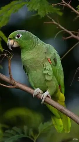 Amo vocês #foryou #papagaio #fyp 😍🤣