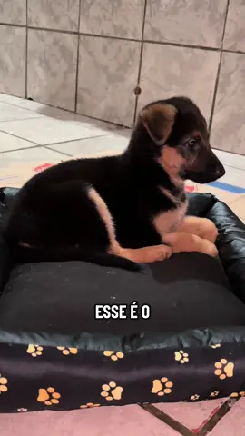 Quem mais também tem um desse?😅 #pastoralemao #pastoralemaocapapreta #cachorrosdotiktok #PetsOfTikTok #filhotesdecachorro 