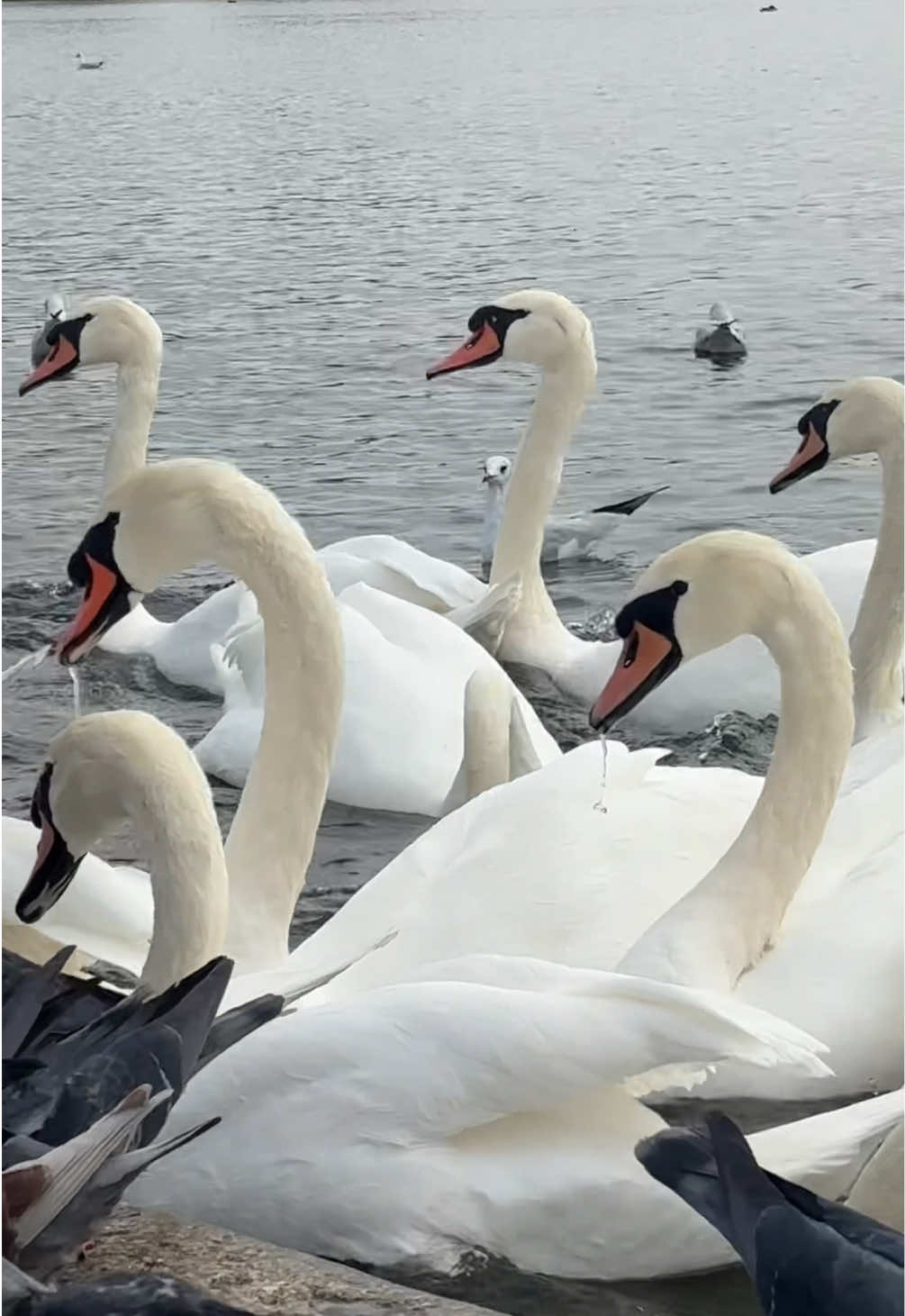 this is what my dreams look like. I love swans. 🦢🦢🦢🦢🦢