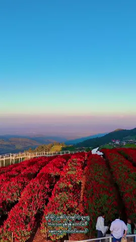 ချင်းမိုင် ညအိပ် လည်ချင်သူတွေ မွန်ဂျန် Mon Jam 🌺🍁🌲🌻🌳အနီးအနား နေရာ ၅နေရာ၊၆နေရာ သိုးခြံ၊ပန်းပင်လယ်ကြီး၊လိမ္မော်ခြံ၊၊ ကော်ဖီဆိုင်တွေ ၊ကစားကွင်တွေ အနီးနီး နားနား မွန်ဂျန် တစ်ဝိုက်နေရာတွေ 🌺🍁🌿🌳🌻🌲🌼🌾🌸🏵️🌺 1- Mon Jam ม่อนแจ่ม  2- Alpaca Sheep Farm Mon Jam ฟาร์มแกะอัลปาก้าม่อนแจ่ม  3- Ying Yong Flower Garden ยิ่งยงสวนดอกไม้  4- Pong Yang Jungle Coaster & Zipline โป่งแยง จังเกิ้ล โคสเตอร์ & ซิปไลน์  5- Pang Hwa สวนดอกไม้ป้างฮวาและสวนส้ม  6- ปราสาทดอกไม้ ม่อนแจ่ม (The First Miraclep Flower Castle, Mon Jam)