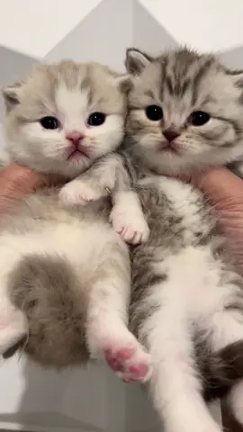 😍😍😍😍😍#adopsikucingjogja #adopsikucing #bshkitten #cats #catsoftiktok 