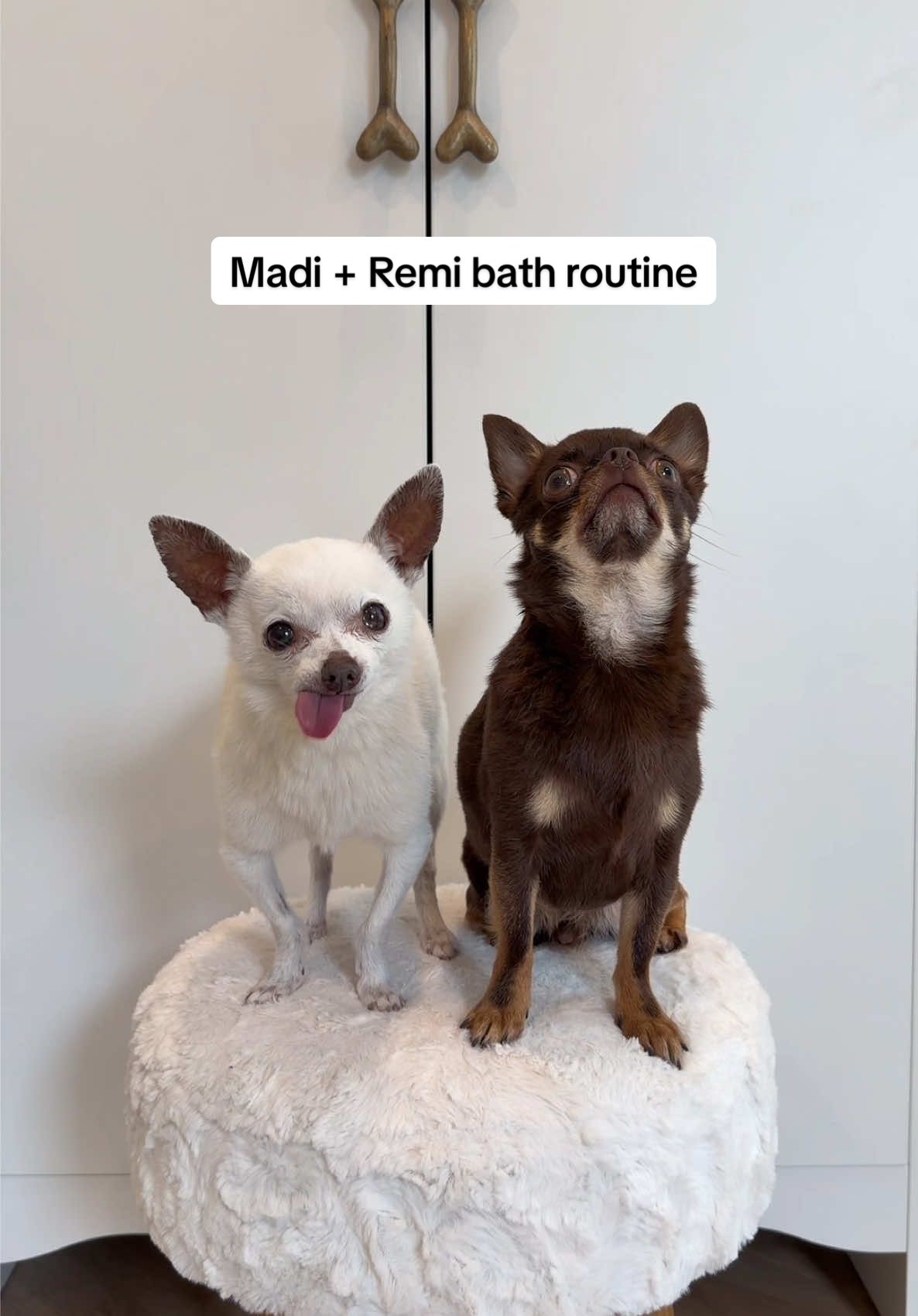 My little wet rats🥰  Everything is linked on my Amazon storefront under “dog grooming”🫧 #dogbath #doggroom #dogasmr #dogshampoo #howtowashdog       