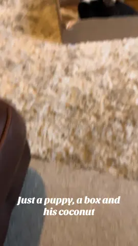 #sheepdog #bordercollie #cutepuppy #farmlife #colliesoftiktok @Our Yorkshire Life @Big kid at heart 